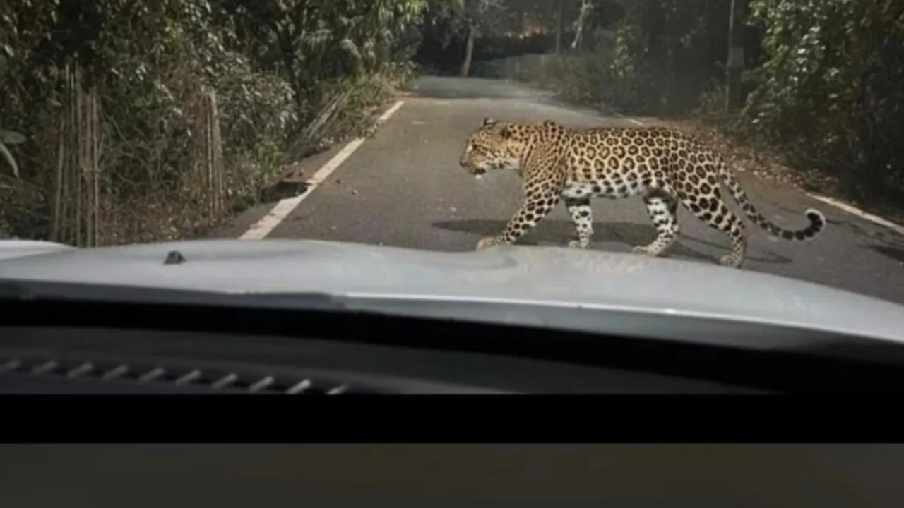 bengaluru leopard