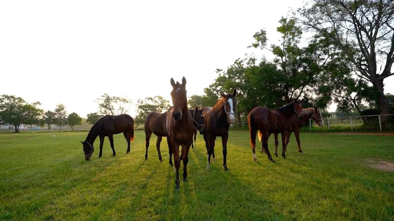 race course shift to kunigal (1)