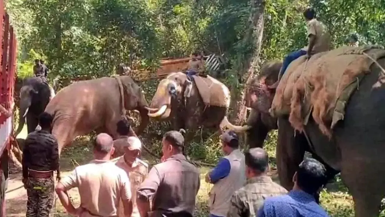 wild elephant attack in chikkamagaluru (2)