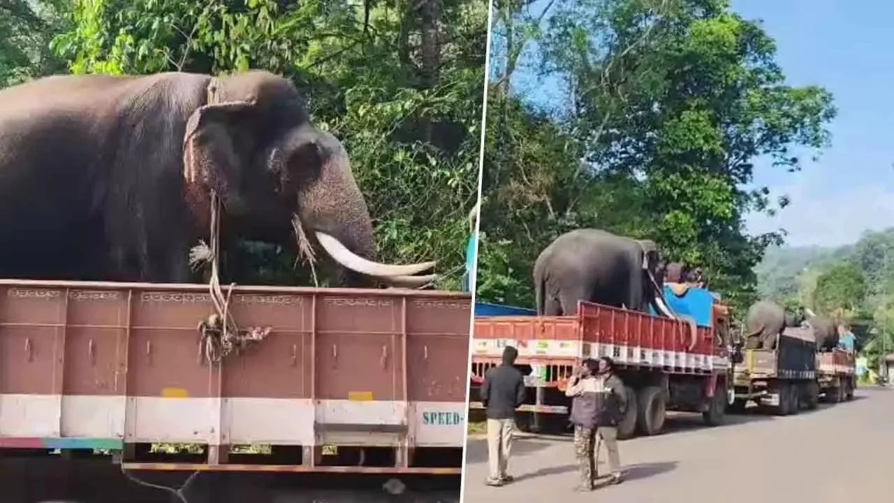 wild elephant attack in chikkamagaluru (3)