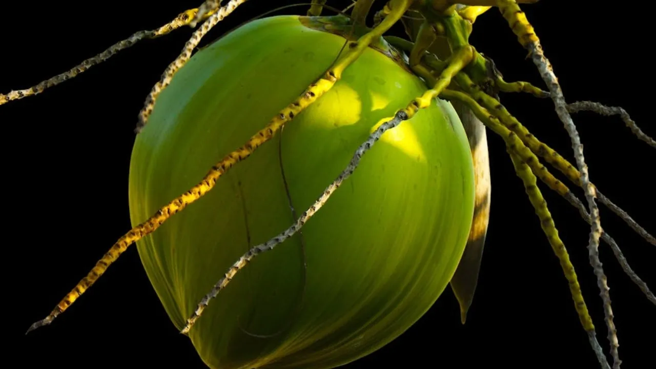 tender coconut
