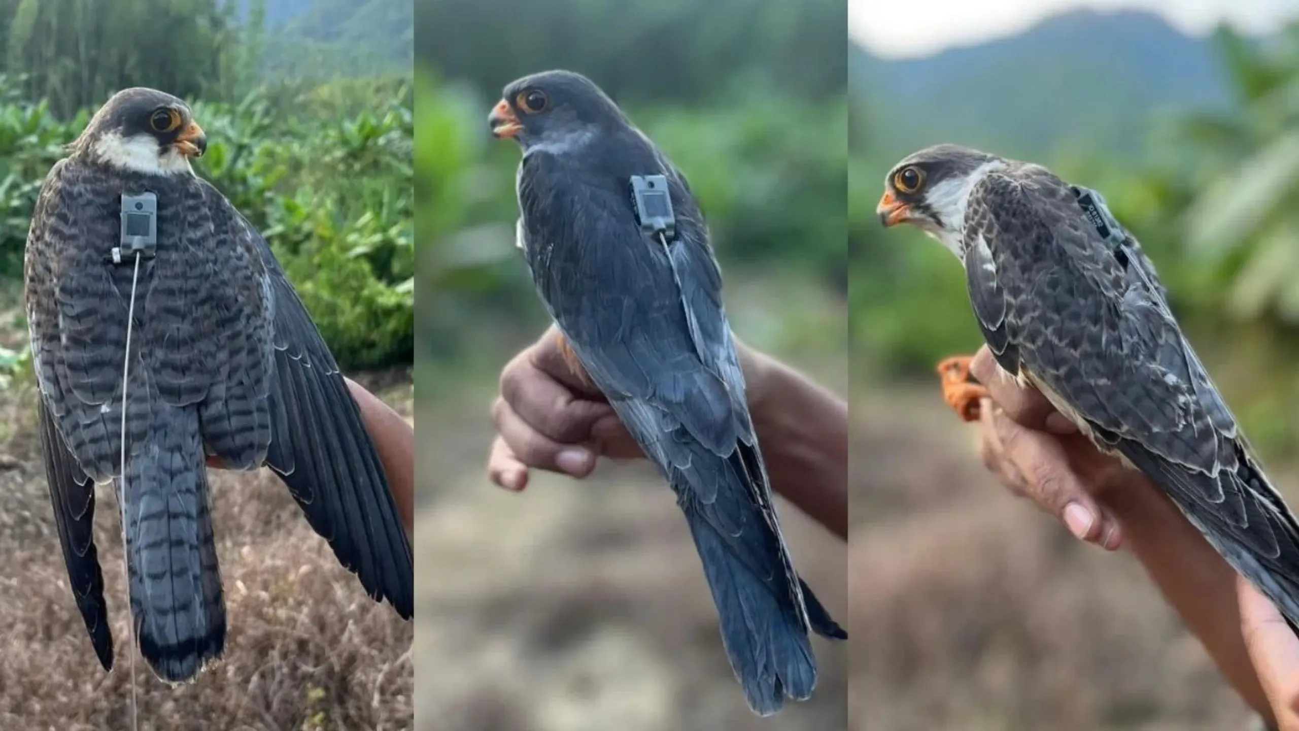 amur-falcon-4-2026-01-05-20-51-52