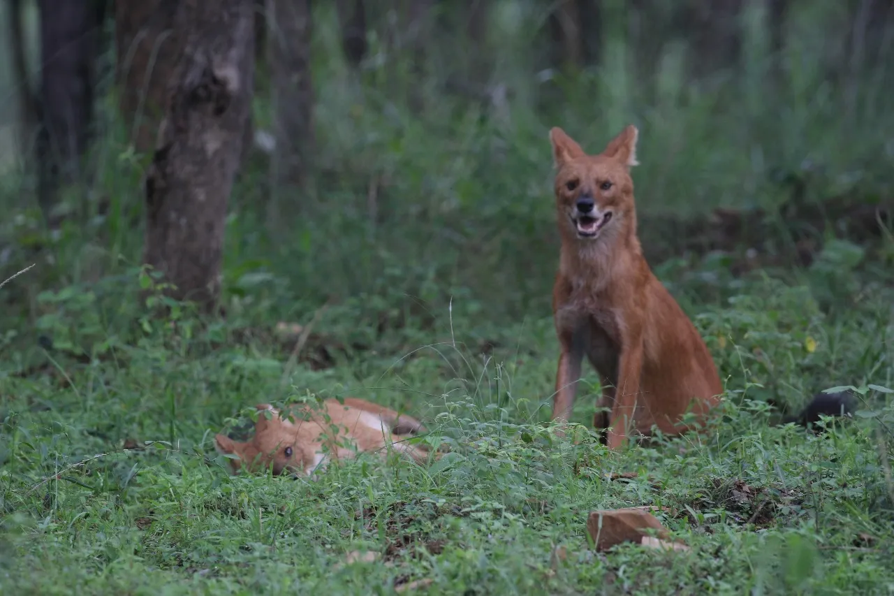 WhatsApp Image 2025-10-29 at 3.23.57 PM (1)