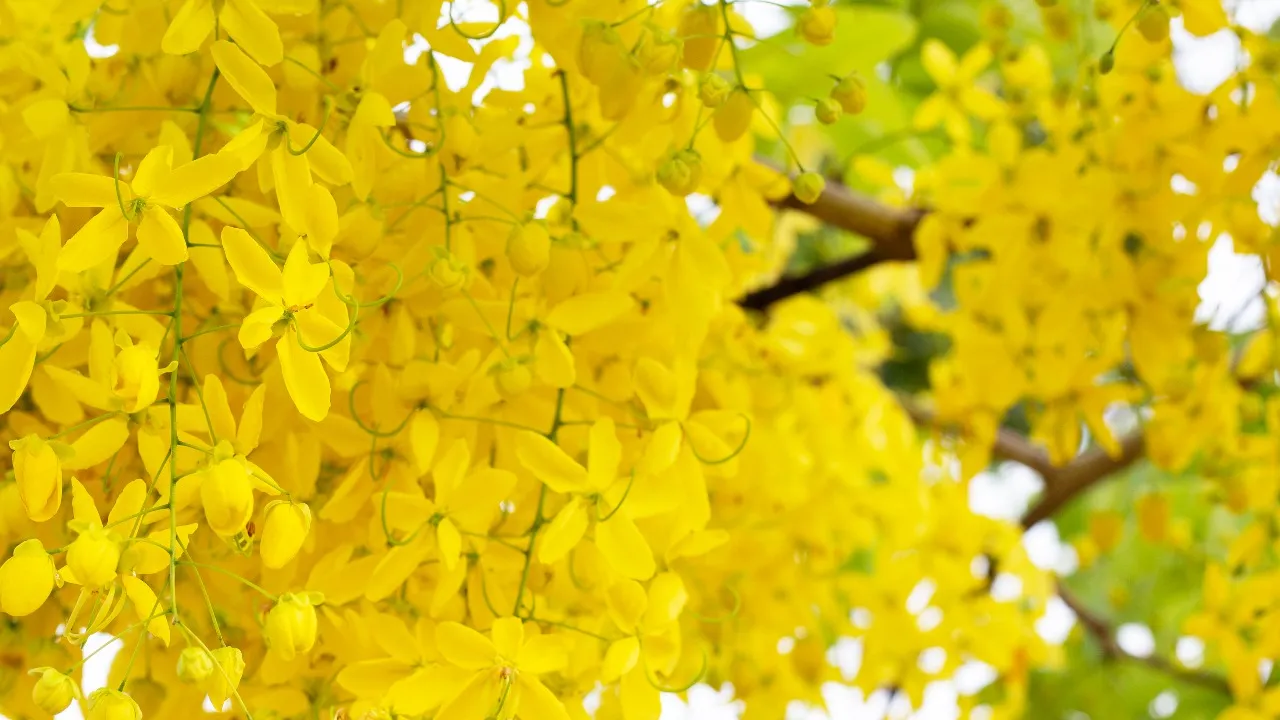 amaltas leaves