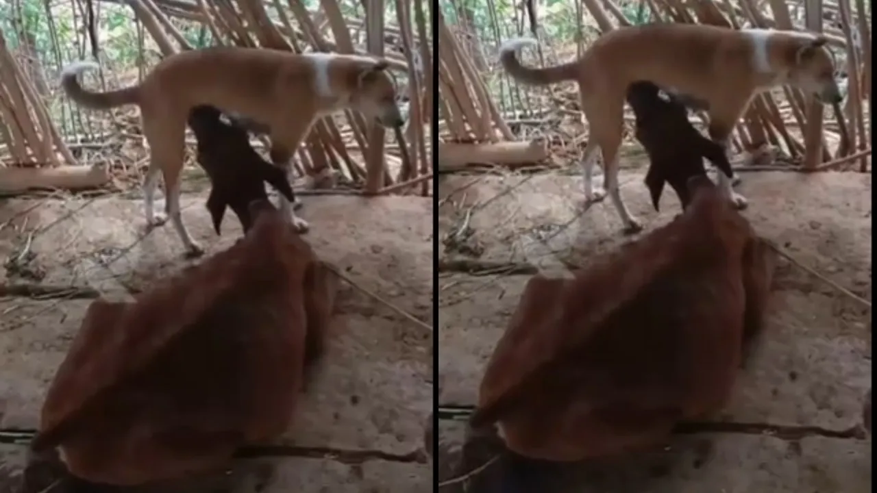 calf drank dogs milk