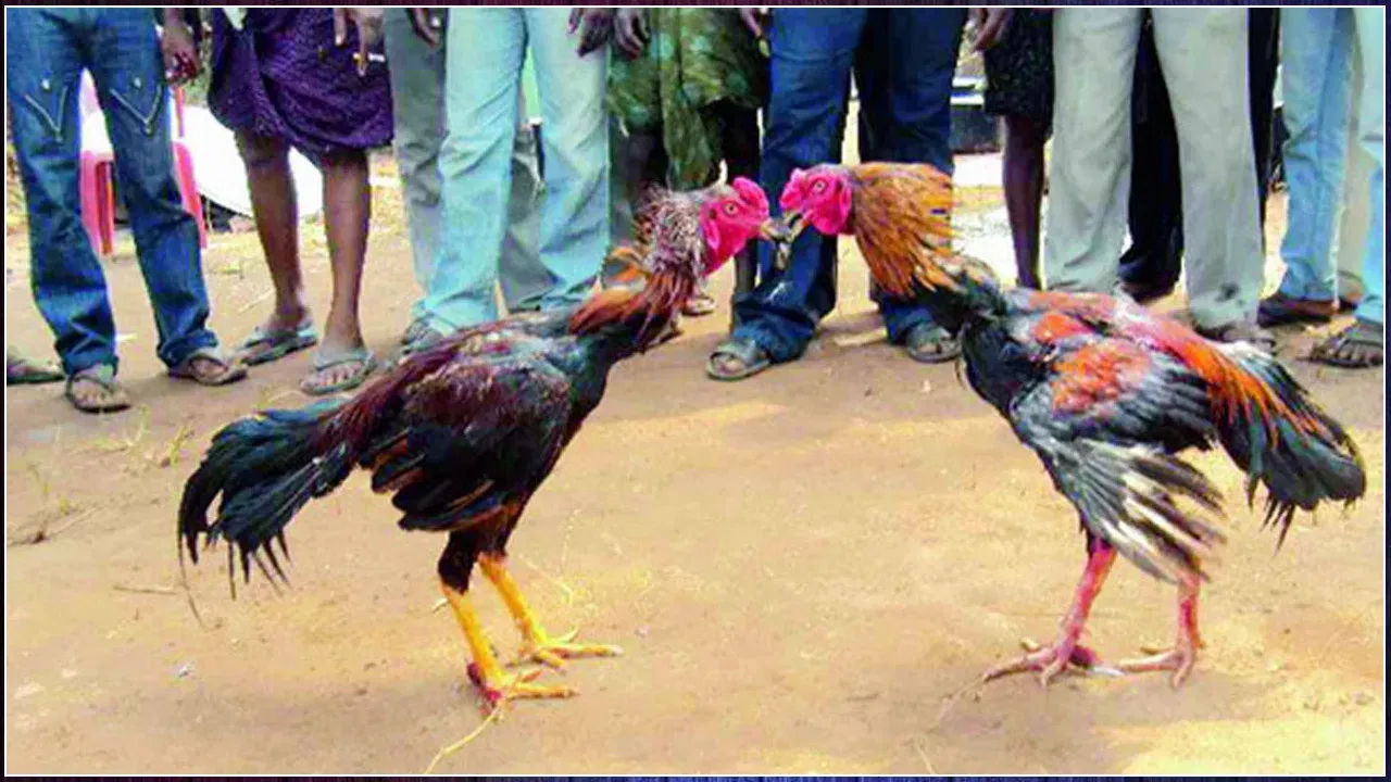 sankranti-kodi-pandalu