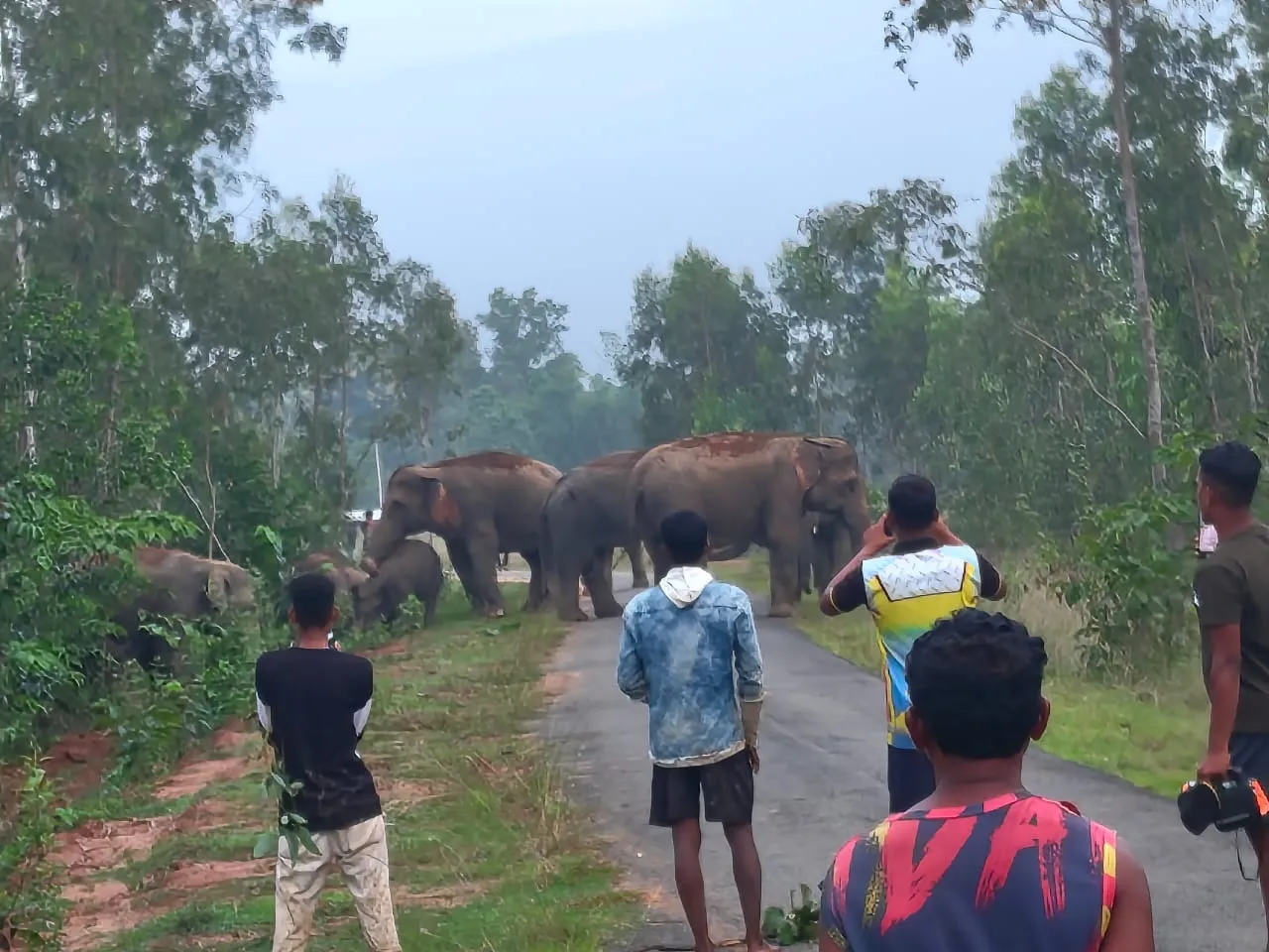 Human-elephant conflict