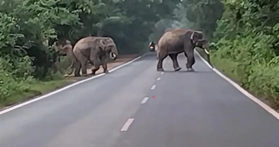Human-elephant conflict