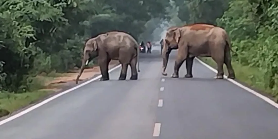 Human-elephant conflict