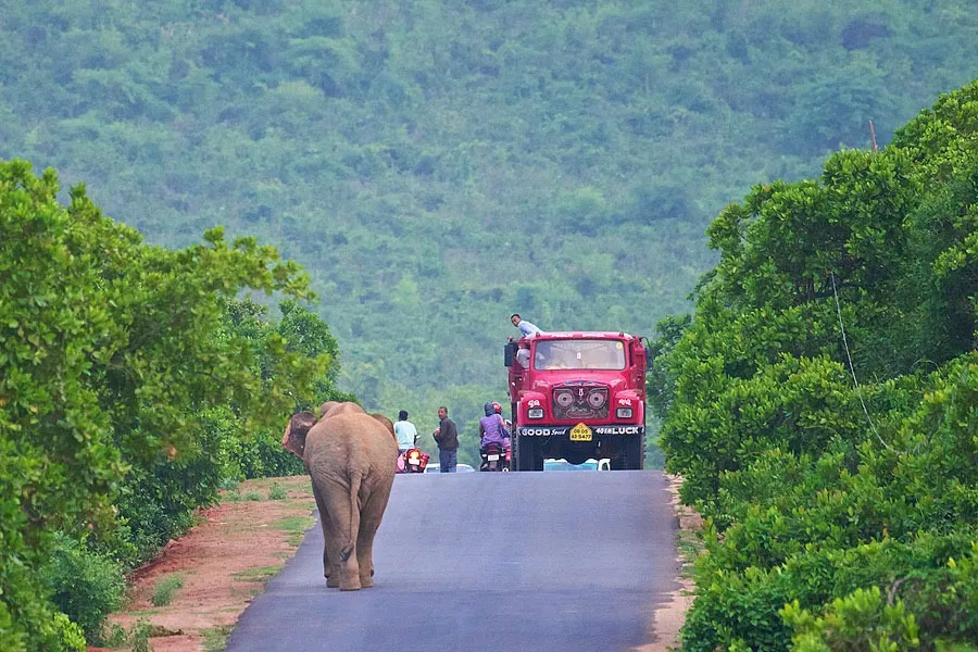 Human-elephant conflict