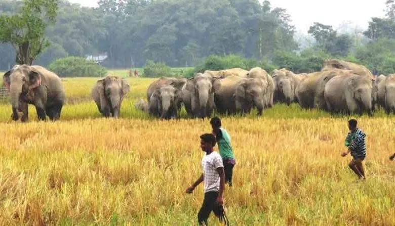 Human-elephant conflict