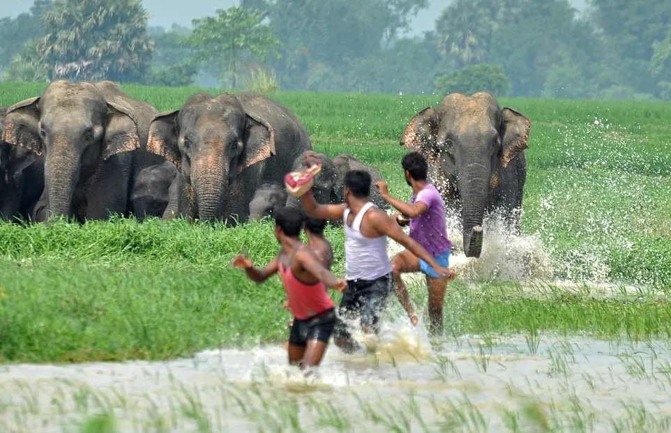 Human-elephant conflict