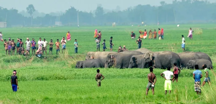 Human-elephant conflict