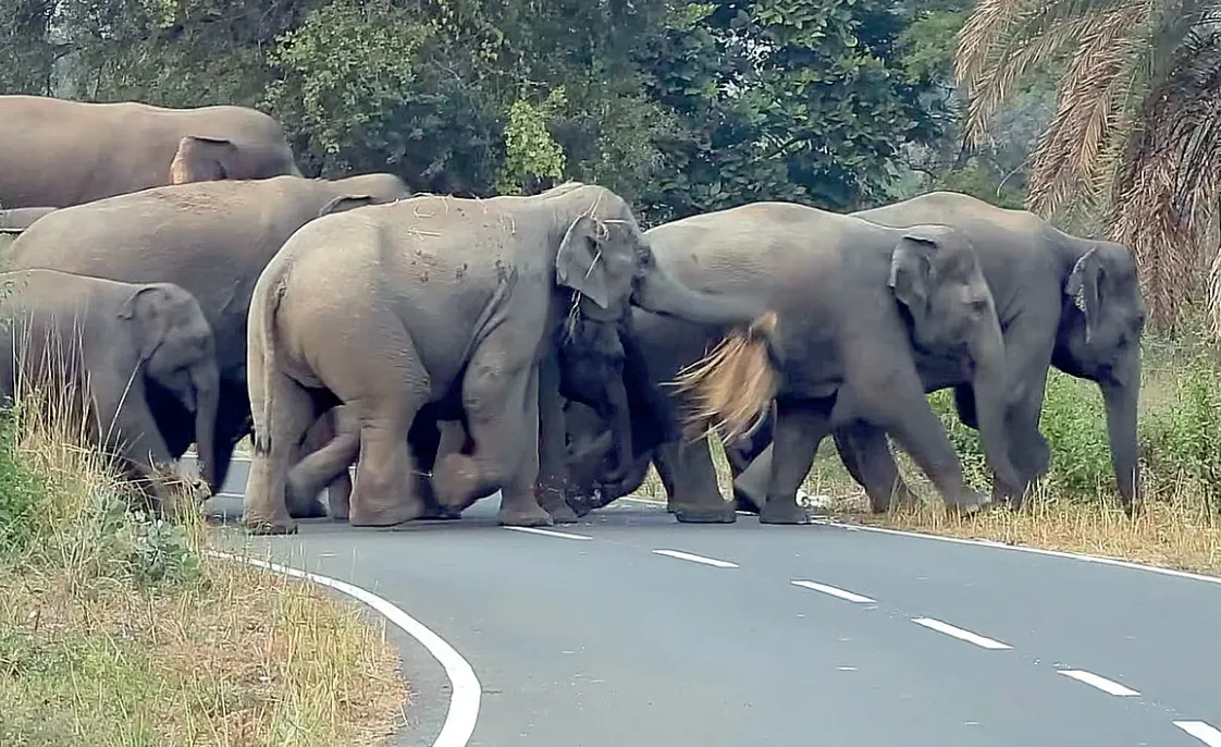 Human-elephant conflict