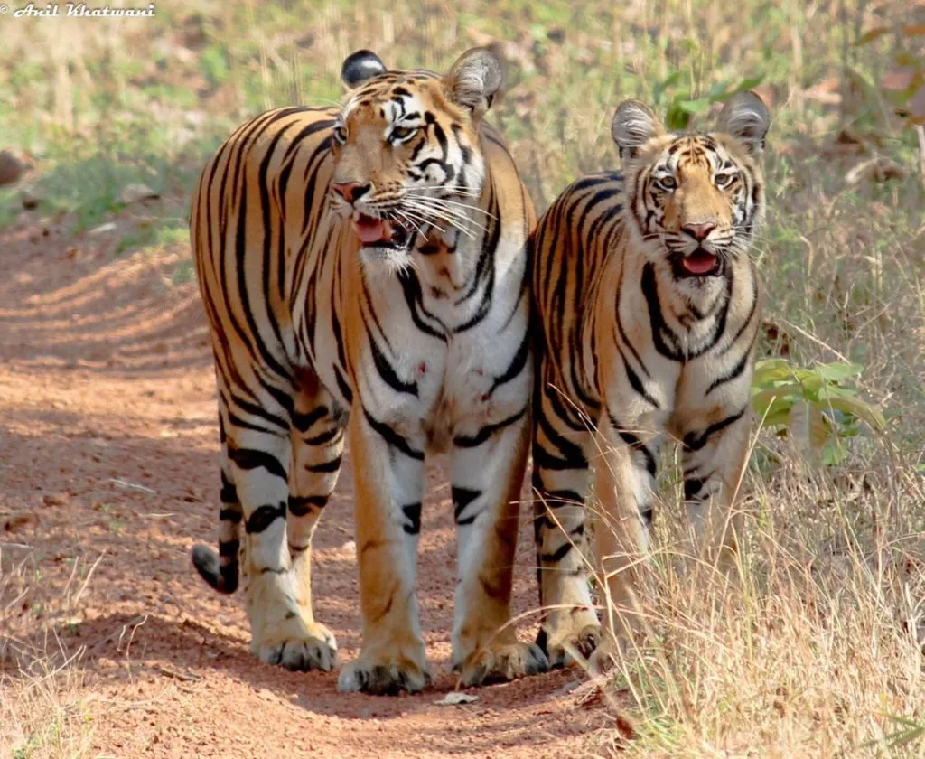 Tiger population at risk of extinction