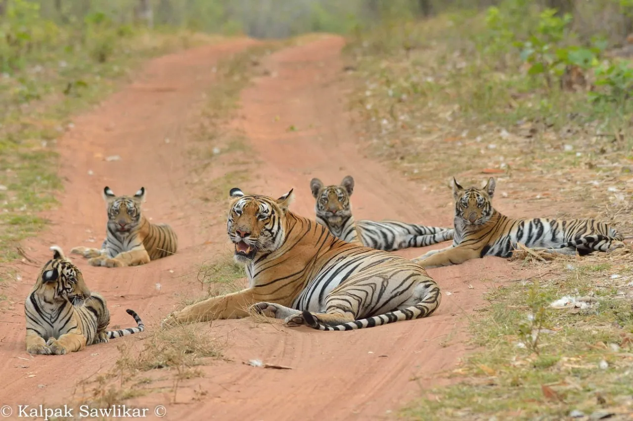 Tiger population at risk of extinction