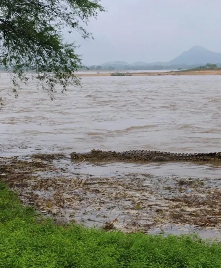 Crocodile terror in village