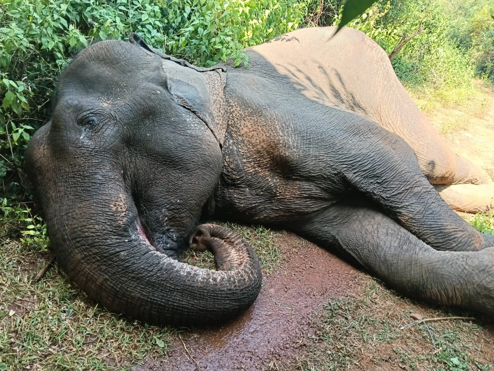 Elephant