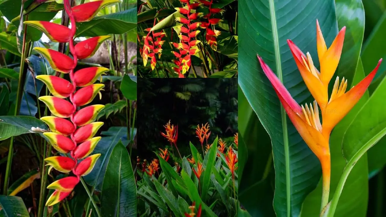 flower Heliconia