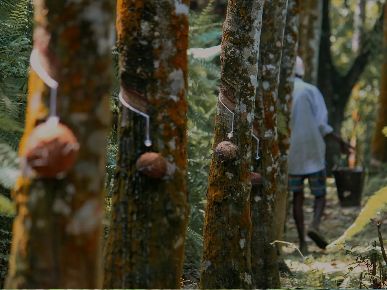rubber plantation
