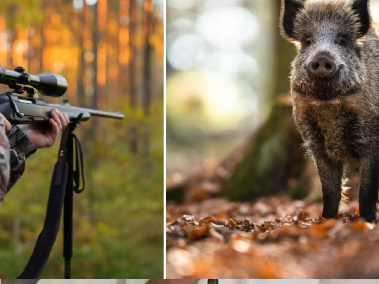 wild boar111