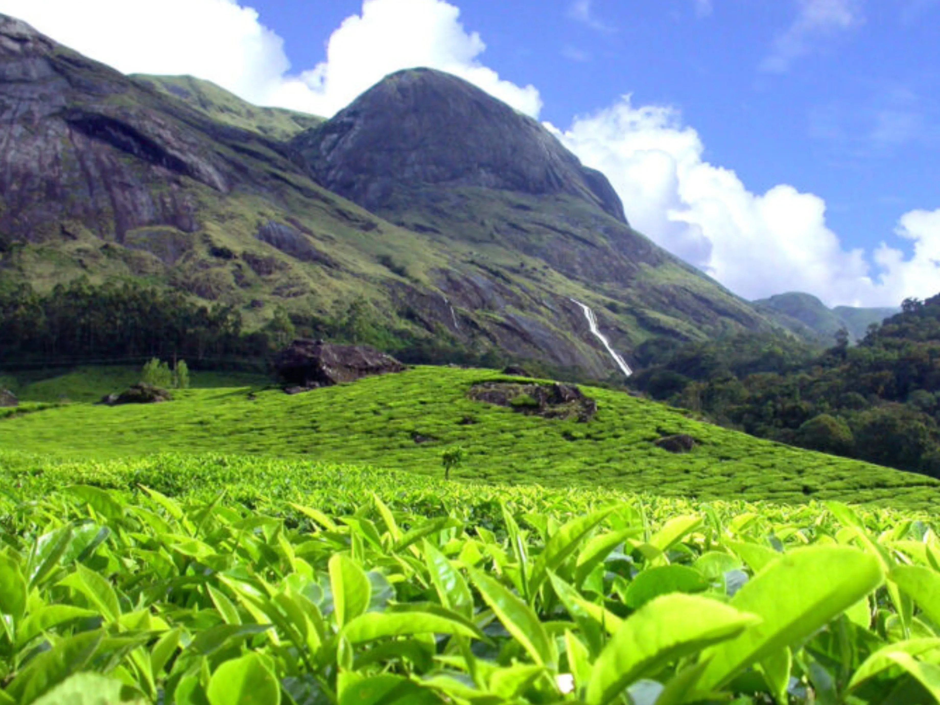 tea eastate munnar