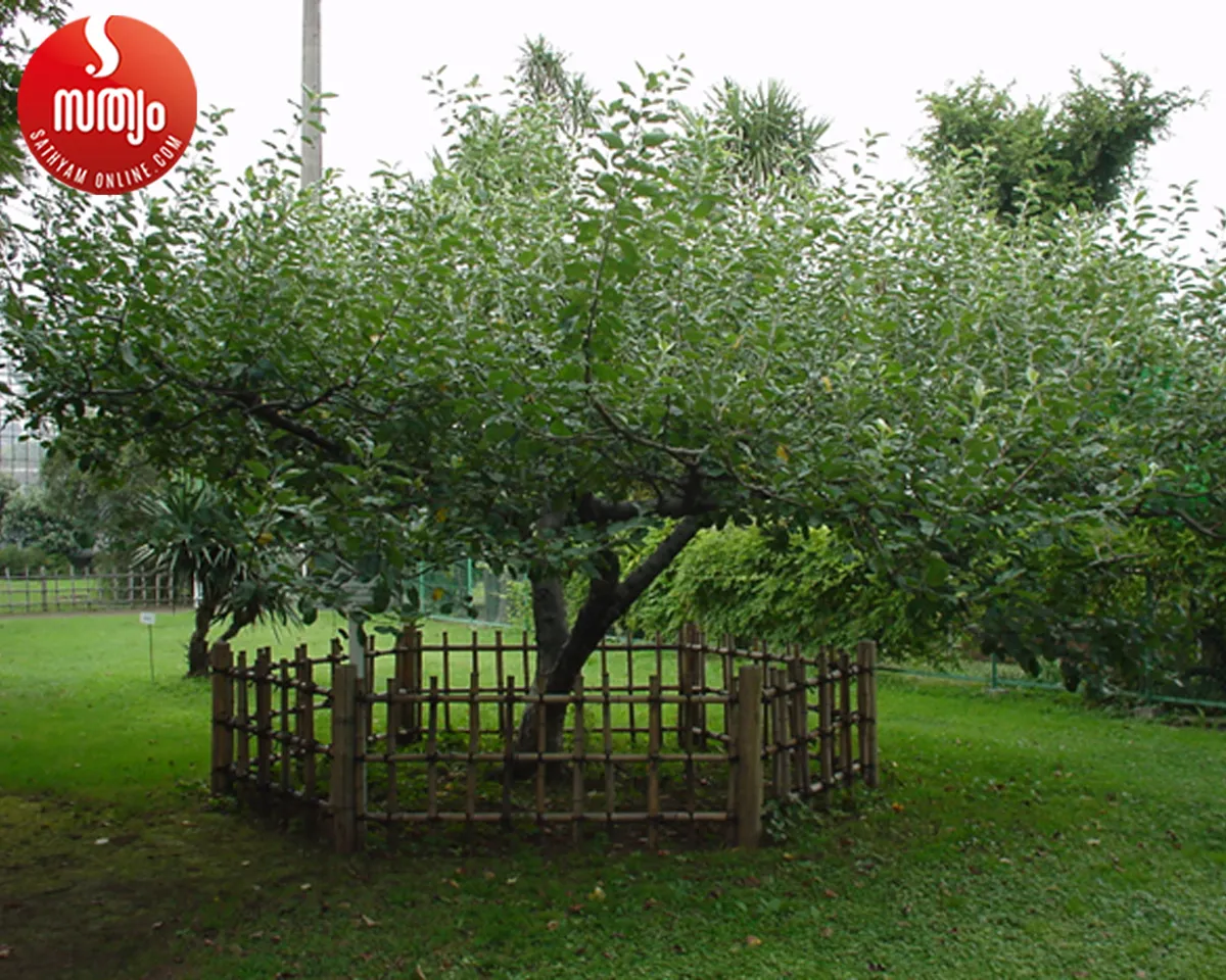 newtons apple tree