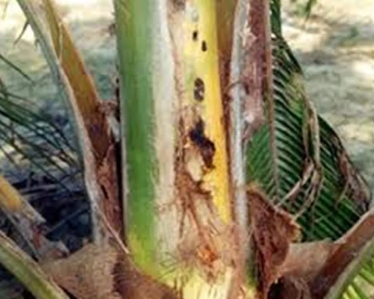 coconut tree-2