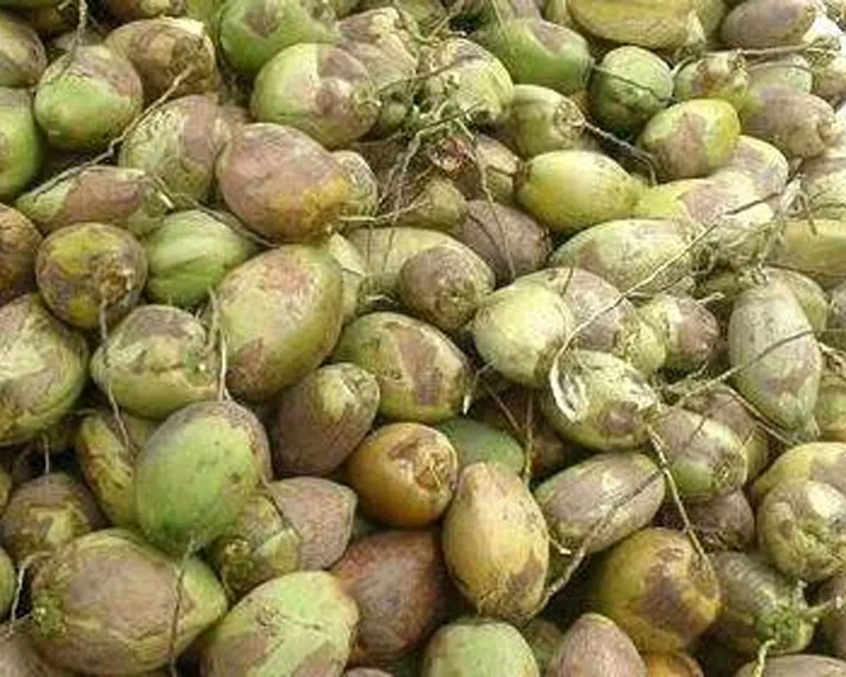 coconuts