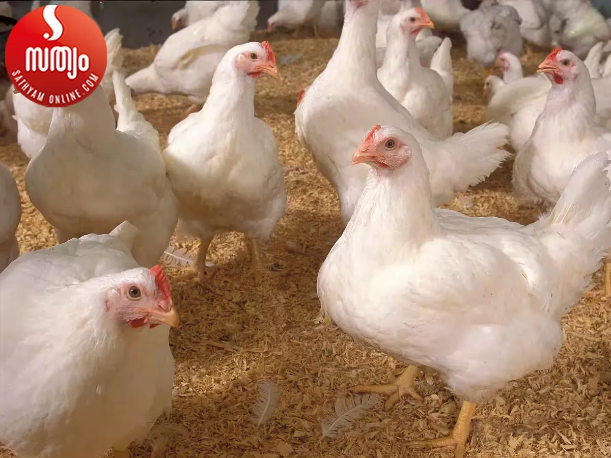 chicken farm