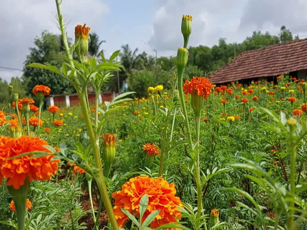 garden-2