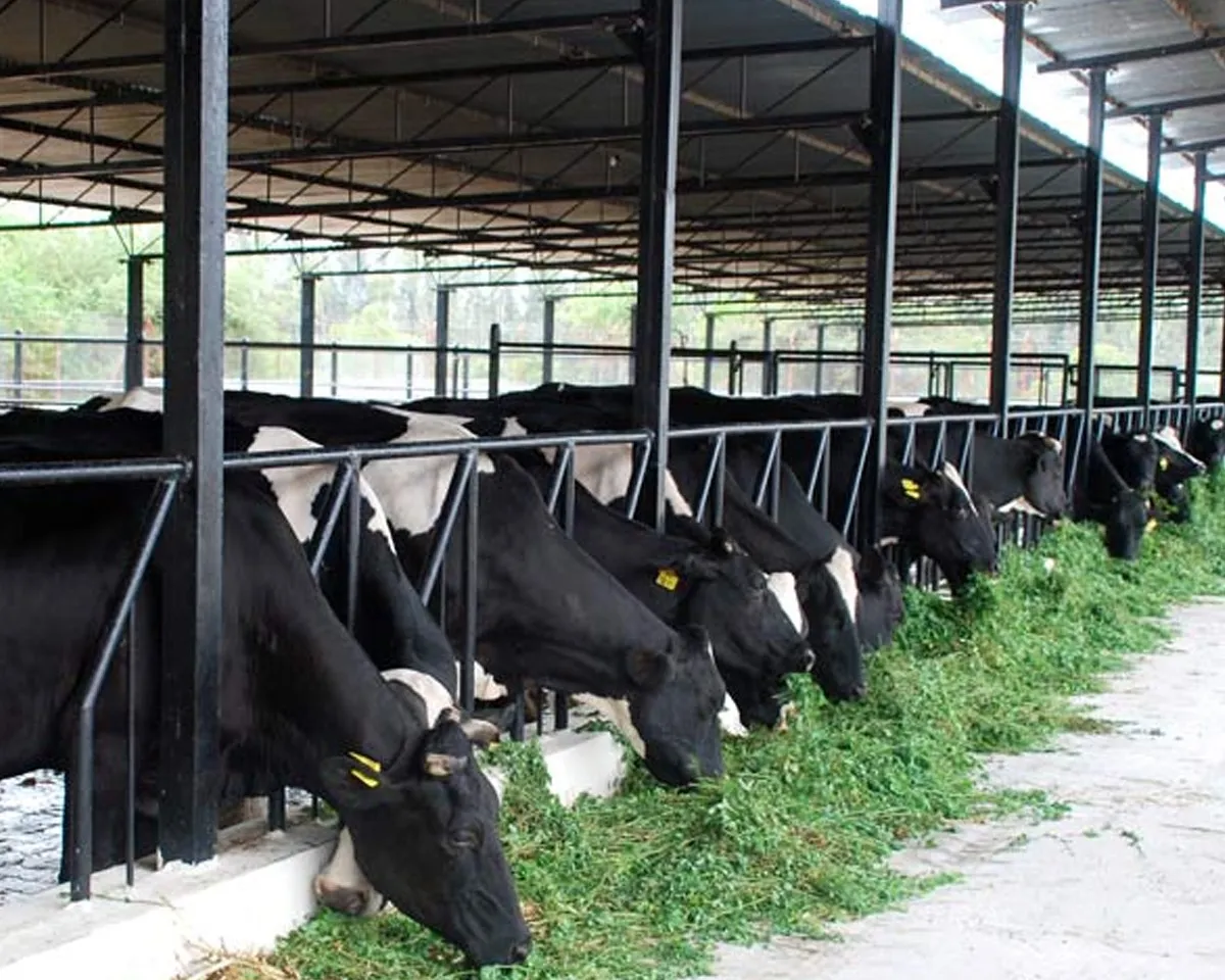 cow farm-2