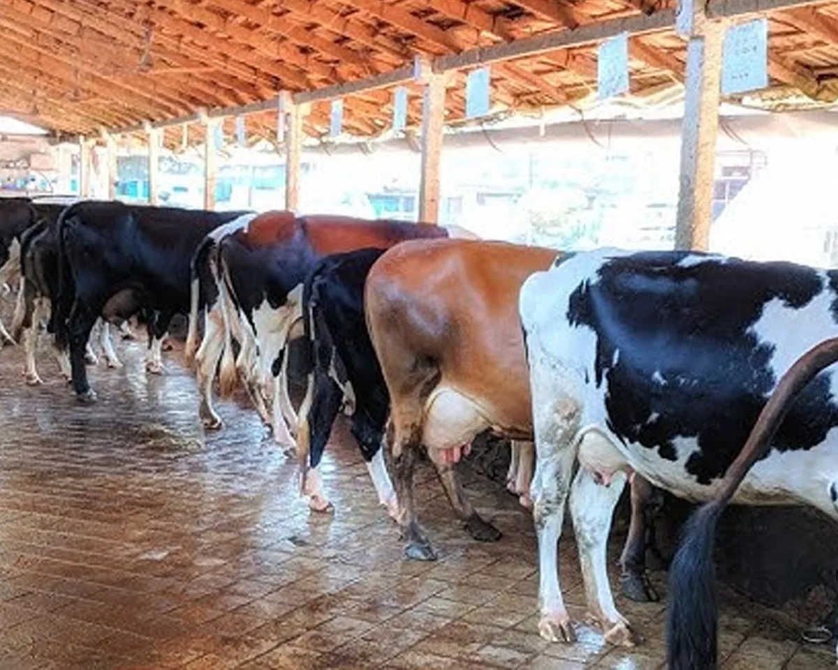 cow farm