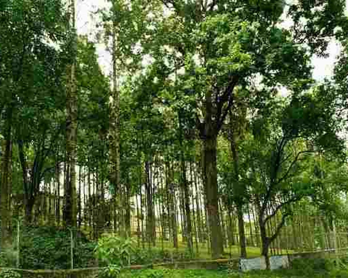 sandal tree-2