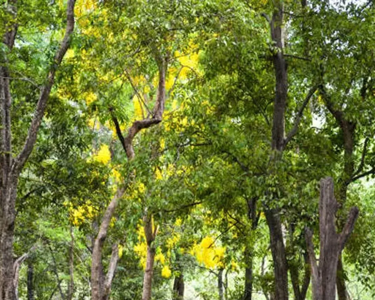 sandal tree-3