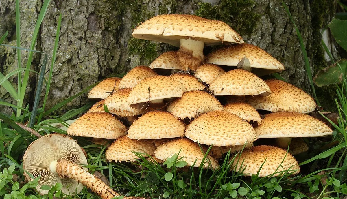 MUSHROOM