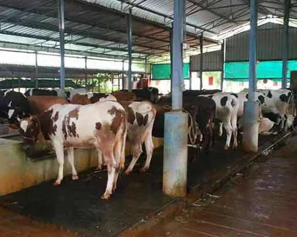 diary farm