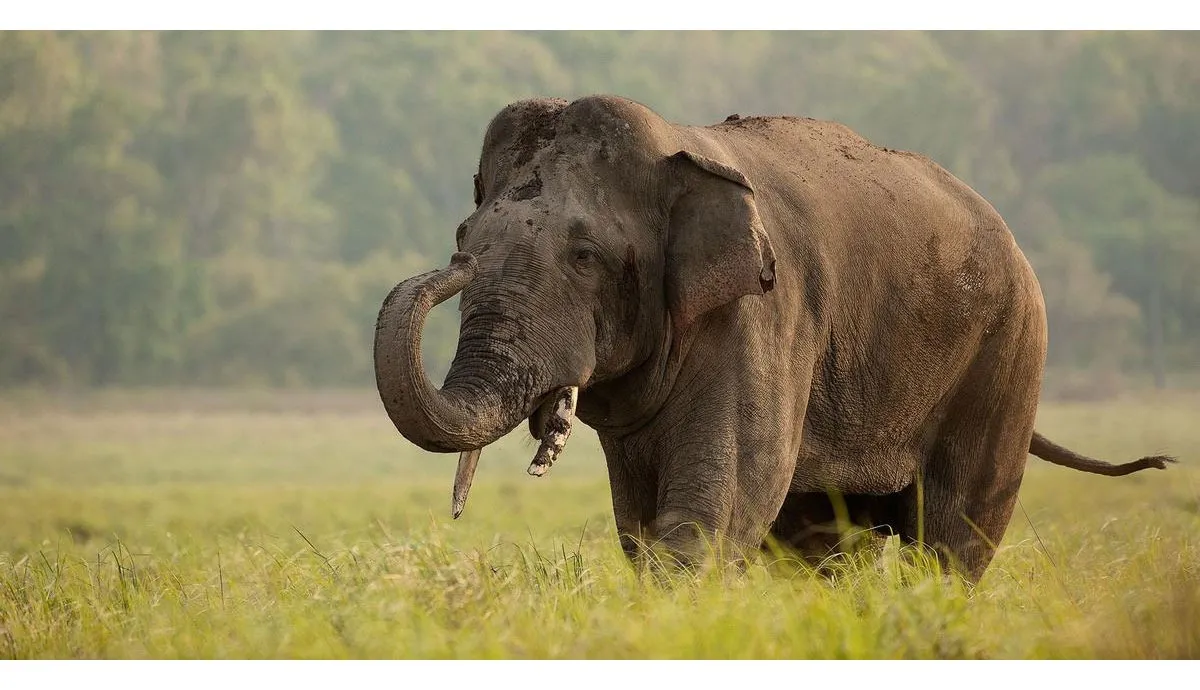 elephant