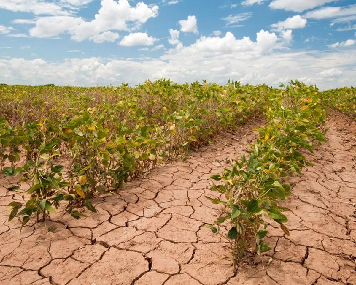 global warming effects