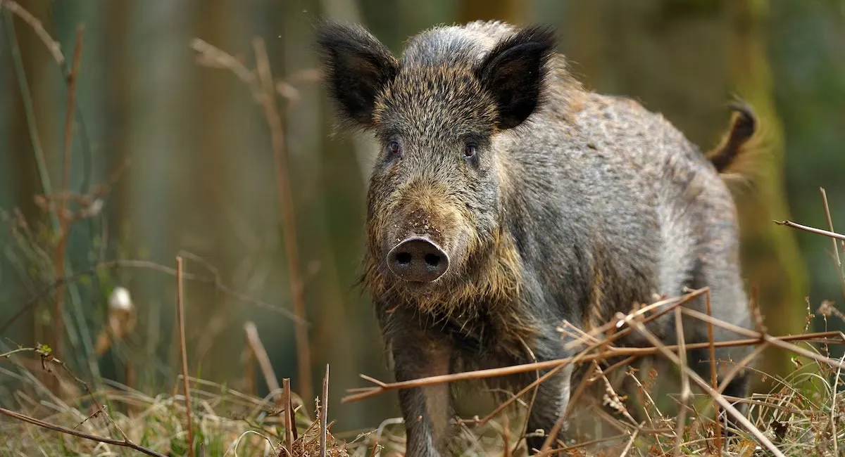 wild-boar