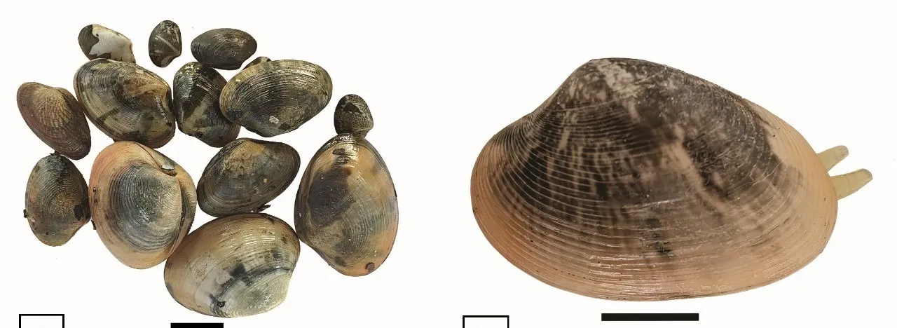 Photo- Short-neck clam in Ashtamudi