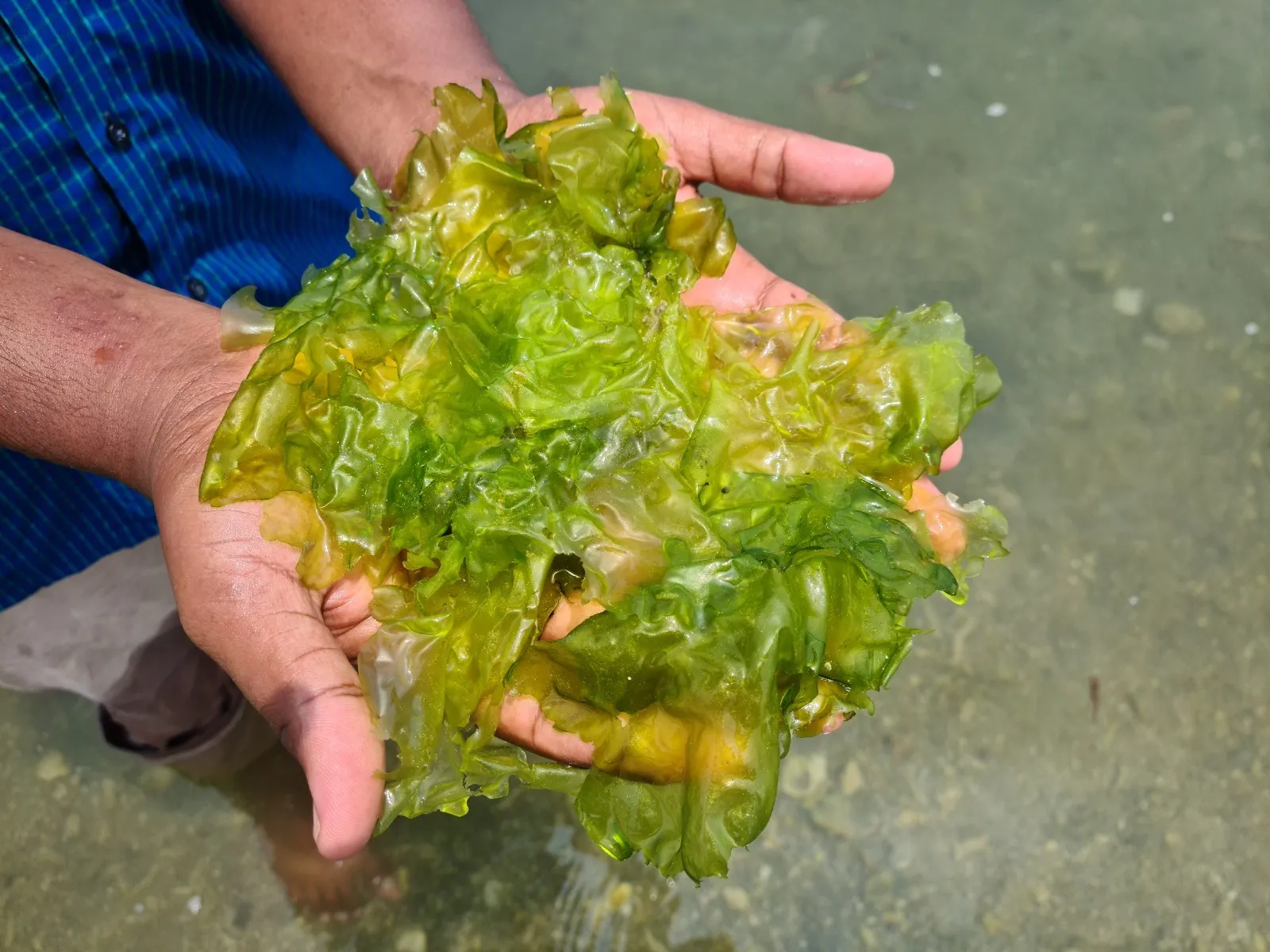 Rep image- Seaweed 2