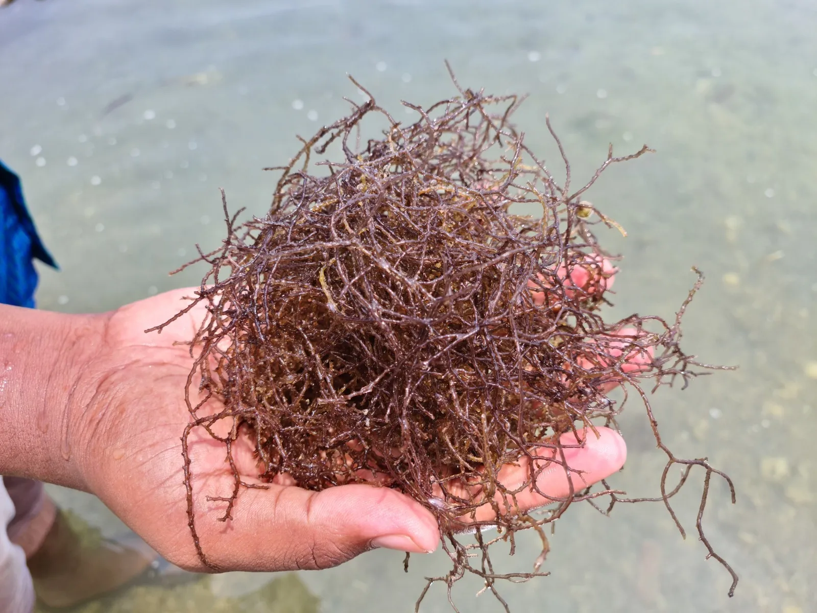 Rep image- Seaweed 3