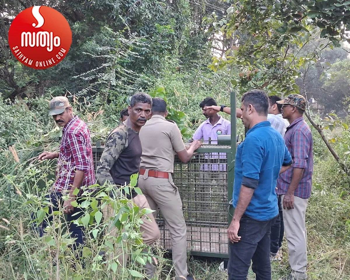 leopard trap installed-2