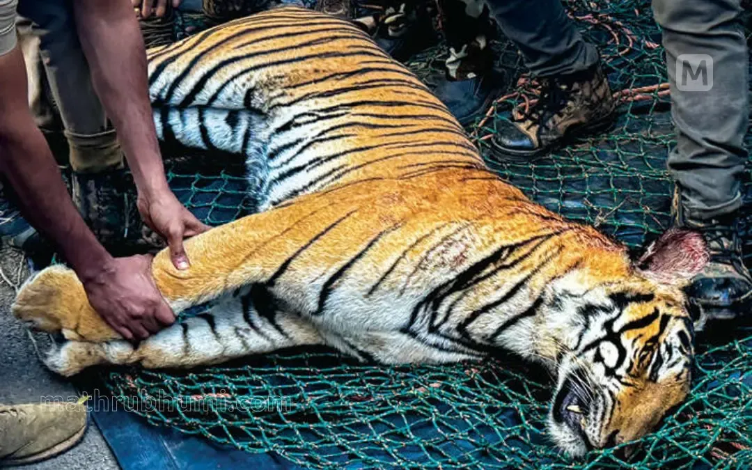 man-eater-tiger-wayanad-database