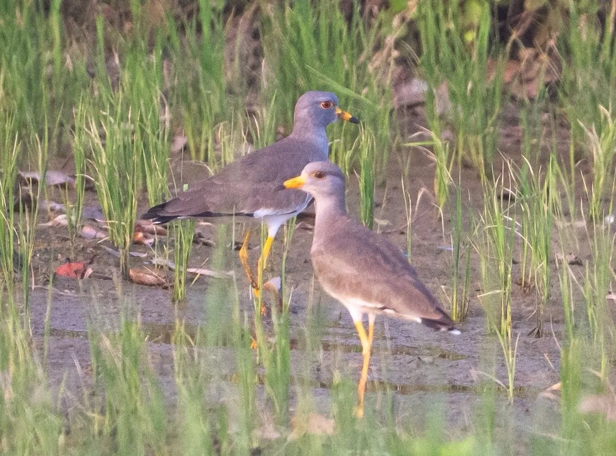 charathalayan thittiri