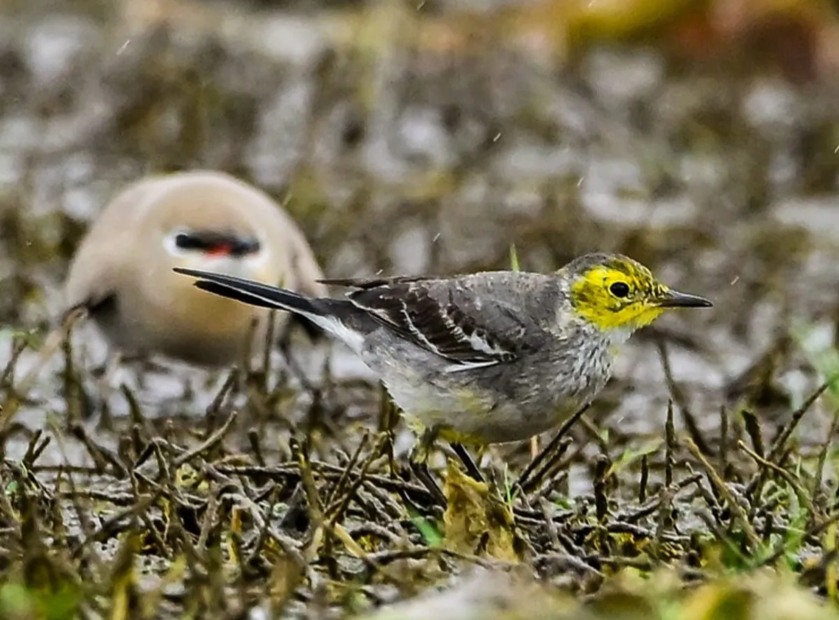 manjathalayan valukulukki