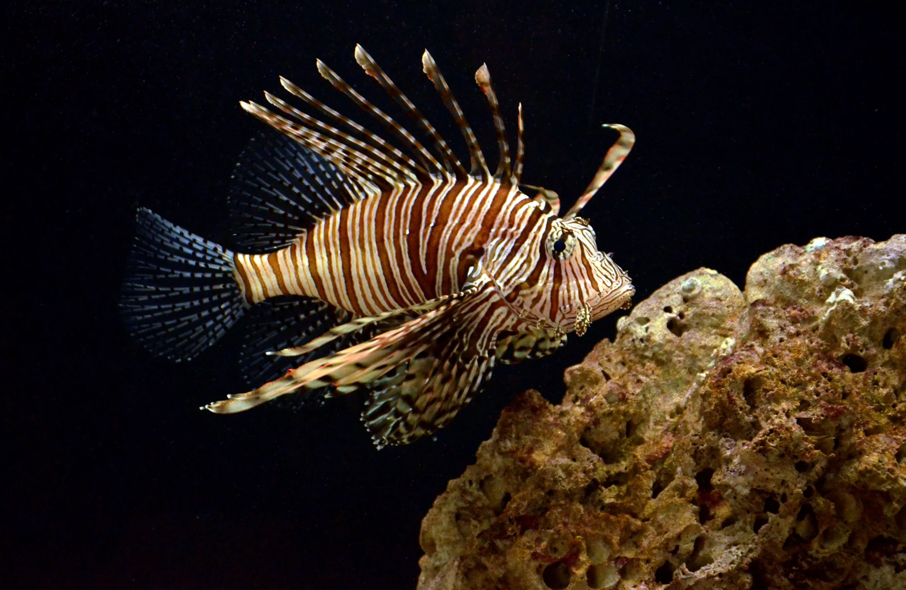 Photo- 1- Marine aquarium