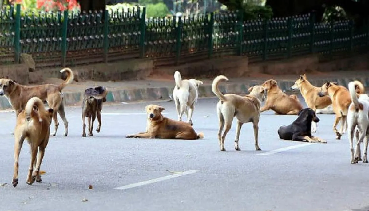 street dogs-2