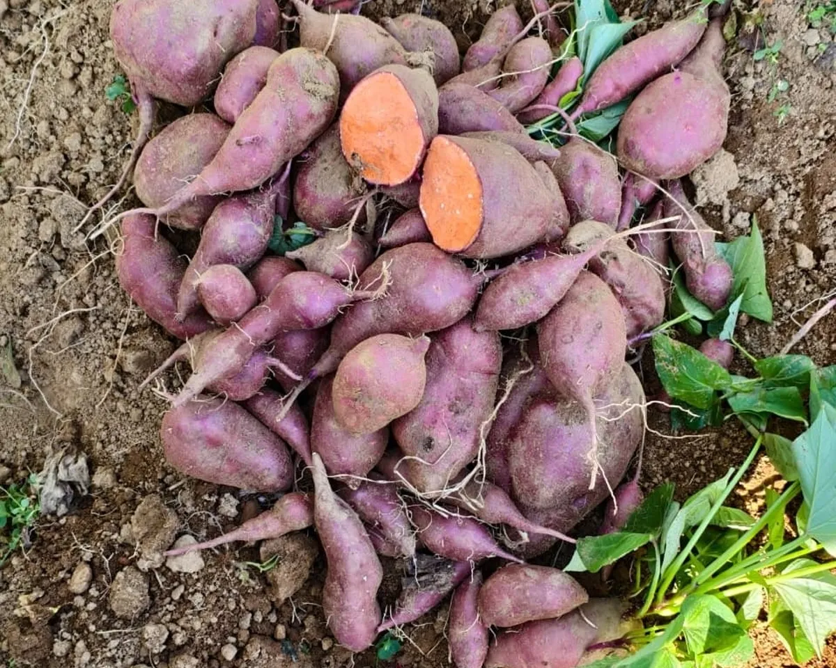 Innovative tuber crops-3